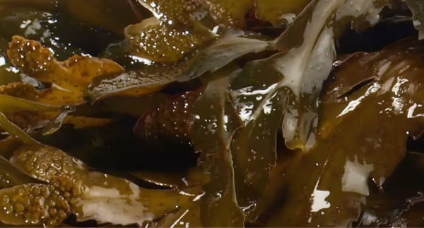 brown_algae_8e49178a39.jpg-600x322.avif