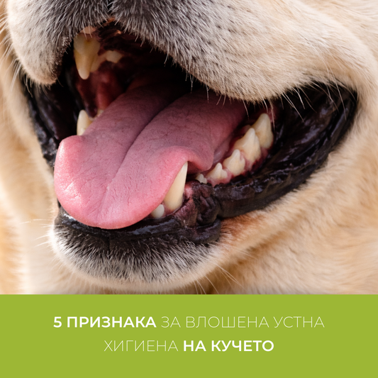 5 semne ale unei igiene orale deficitare la câini