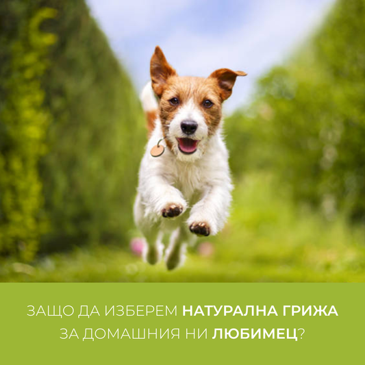 De ce să alegem îngrijirea naturală pentru animalul nostru de companie?
