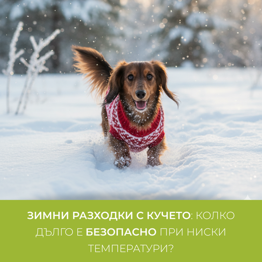 Plimbări de iarnă cu câinele: cât timp este sigur la temperaturi scăzute?