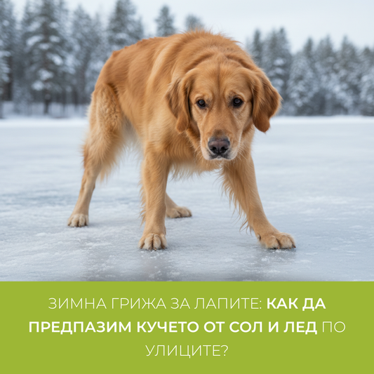 Îngrijirea labei în timpul iernii: cum să vă protejați câinele de sare și gheață pe străzi?