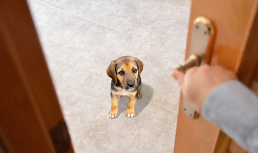 Animalele de companie nu știu că ne vom întoarce – cum le putem ajuta să facă față stresului când sunt lăsate singure?