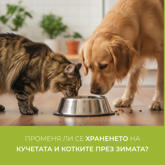 Se schimbă dieta câinilor și pisicilor în timpul iernii?