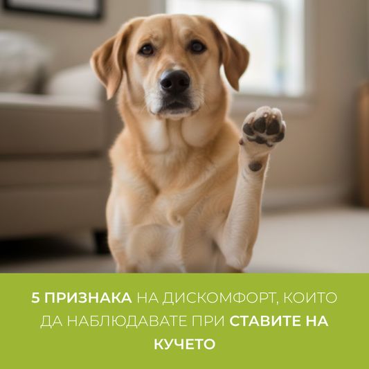 5 semne de disconfort la care trebuie să fiți atenți în articulațiile câinelui dumneavoastră