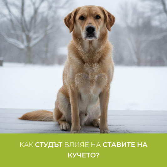 Cum afectează vremea rece articulațiile unui câine?