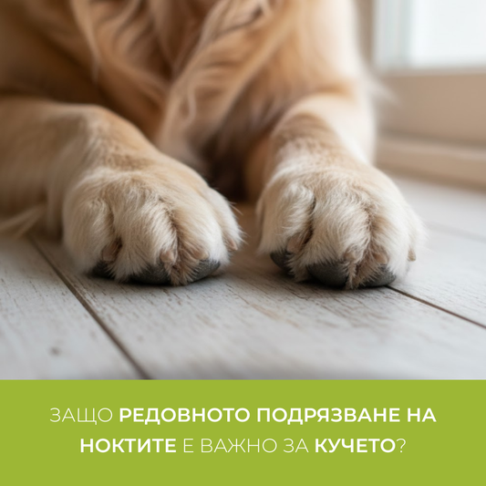 De ce este importantă tăierea regulată a unghiilor la câini?