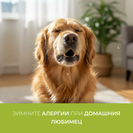 Alergii de iarnă la animalele de companie
