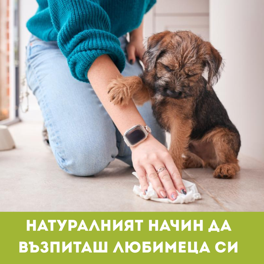 Animale de companie mici fără obiceiuri: modul natural de a-ți dresa animalul de companie