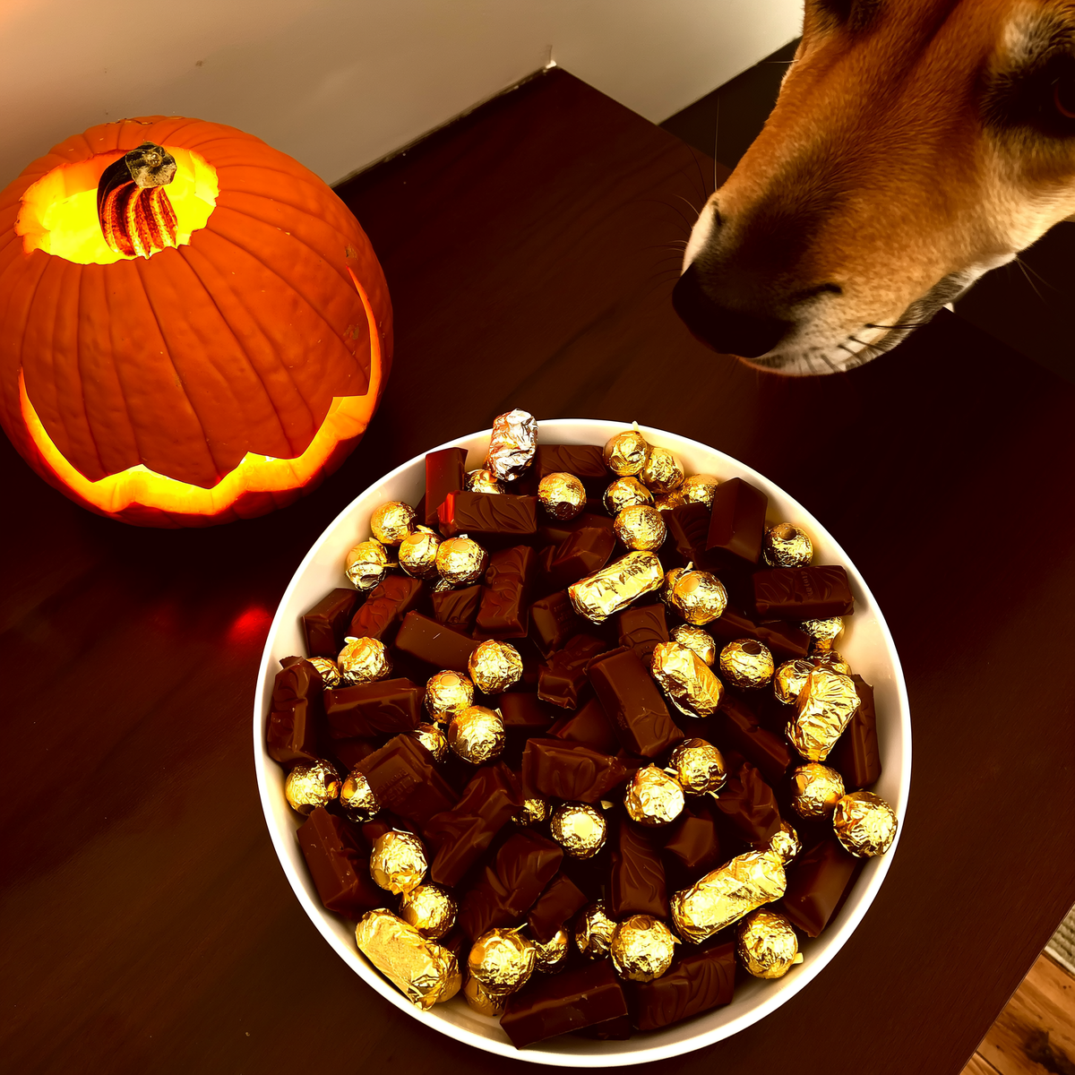 Câine mic lângă bomboane și prăjituri de Halloween pe măsuța de cafea