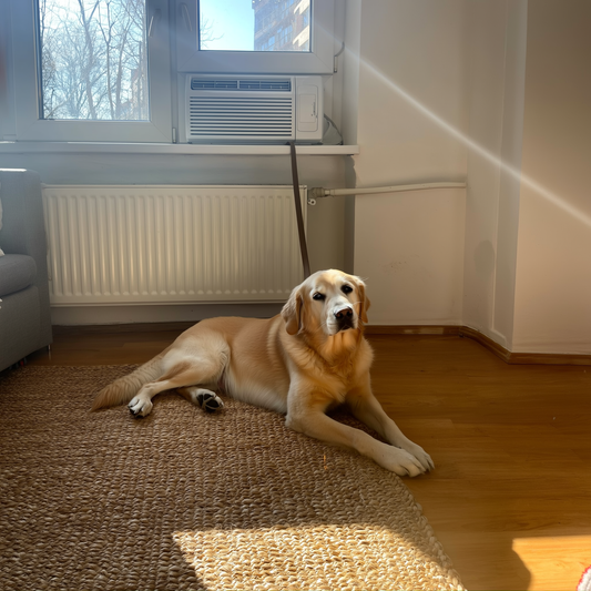 Câine Golden Retriever întins lângă un calorifer într-un apartament iarna, cu un higrometru pe perete