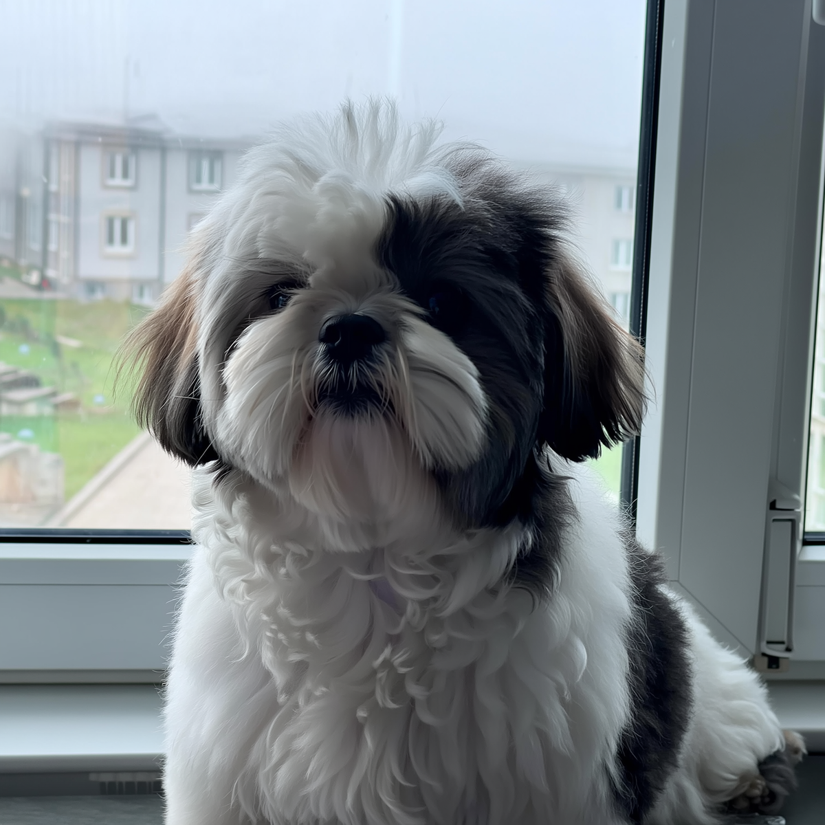 Shih tzu stă pe o bancă într-un parc din Sofia într-o dimineață cu ceață