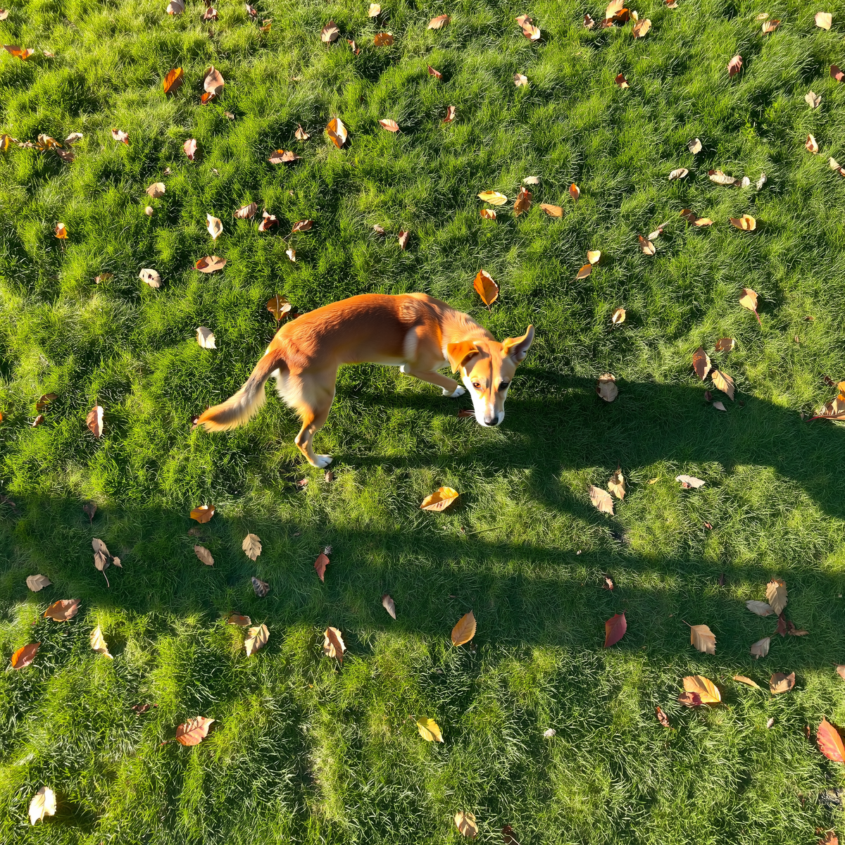 Câine care se învârte pe iarbă într-un parc înainte să se așeze