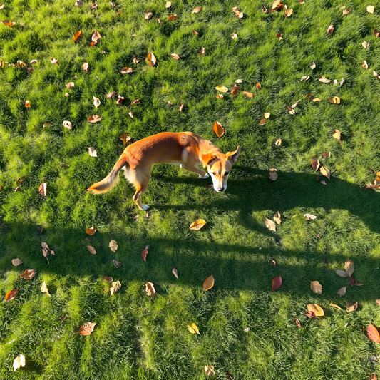 Câine care se învârte pe iarbă într-un parc înainte să se așeze