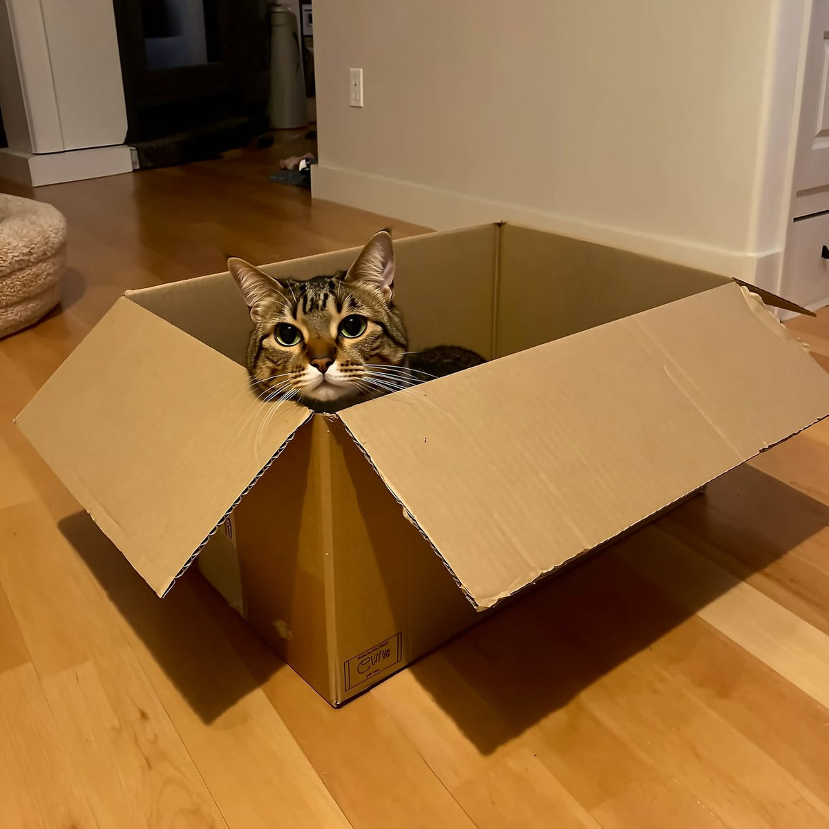 Pisică șezând într-o cutie de carton și privind afară