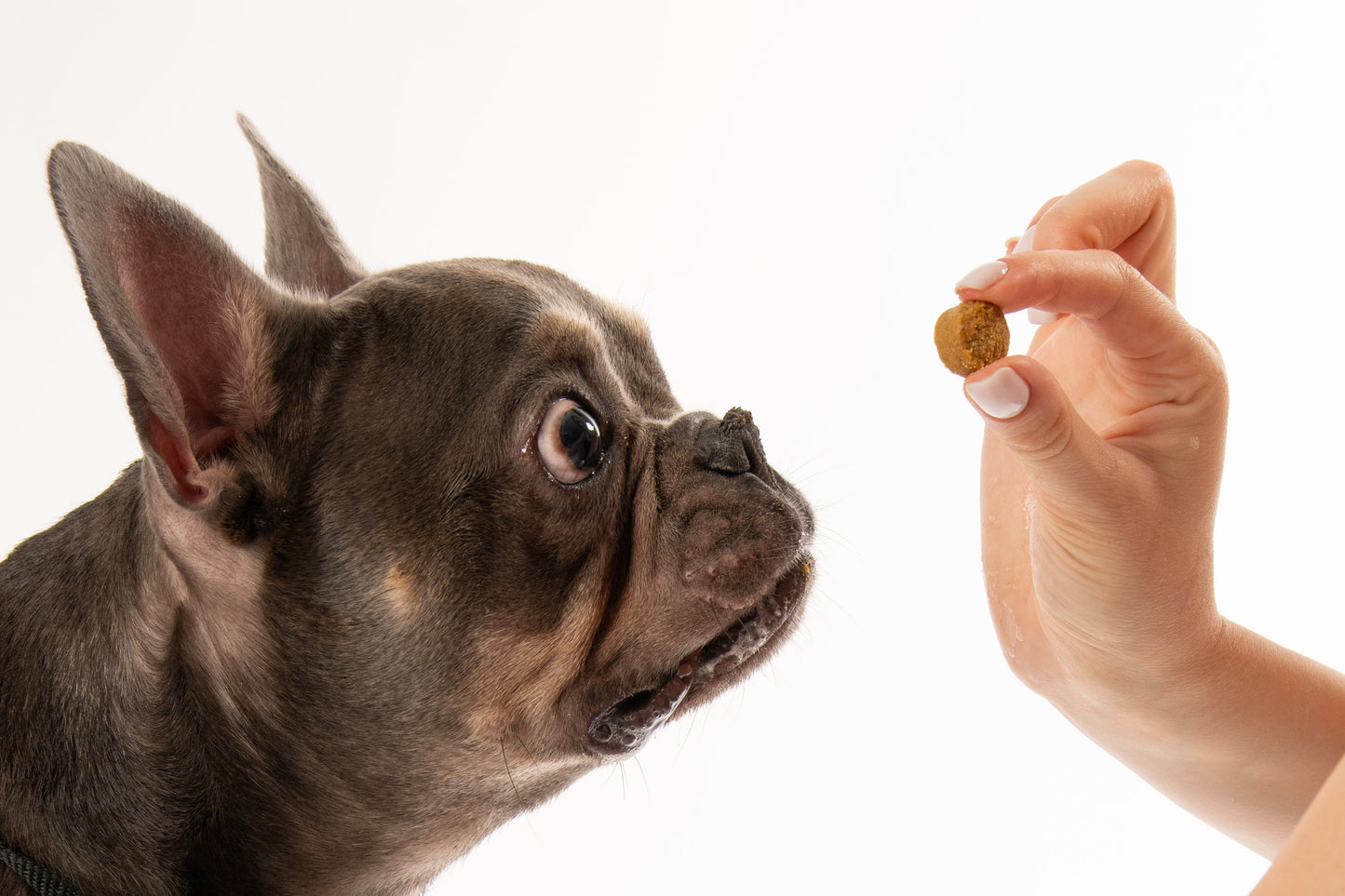 Allergy chews- 60buc.
