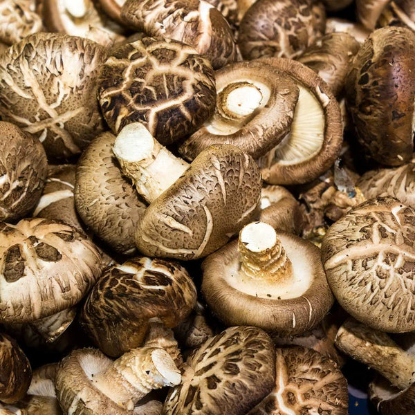 Carne de pui