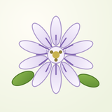 Passiflora