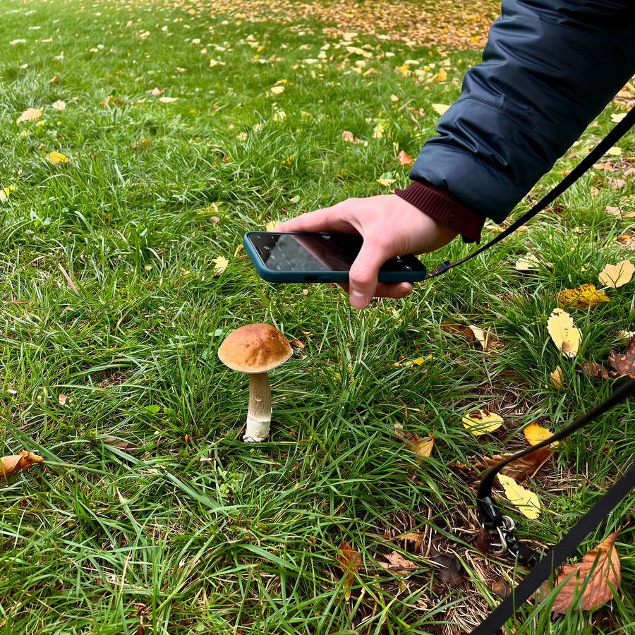 Câine care adulmecă iarba lângă o ciupercă într-un parc de toamnă