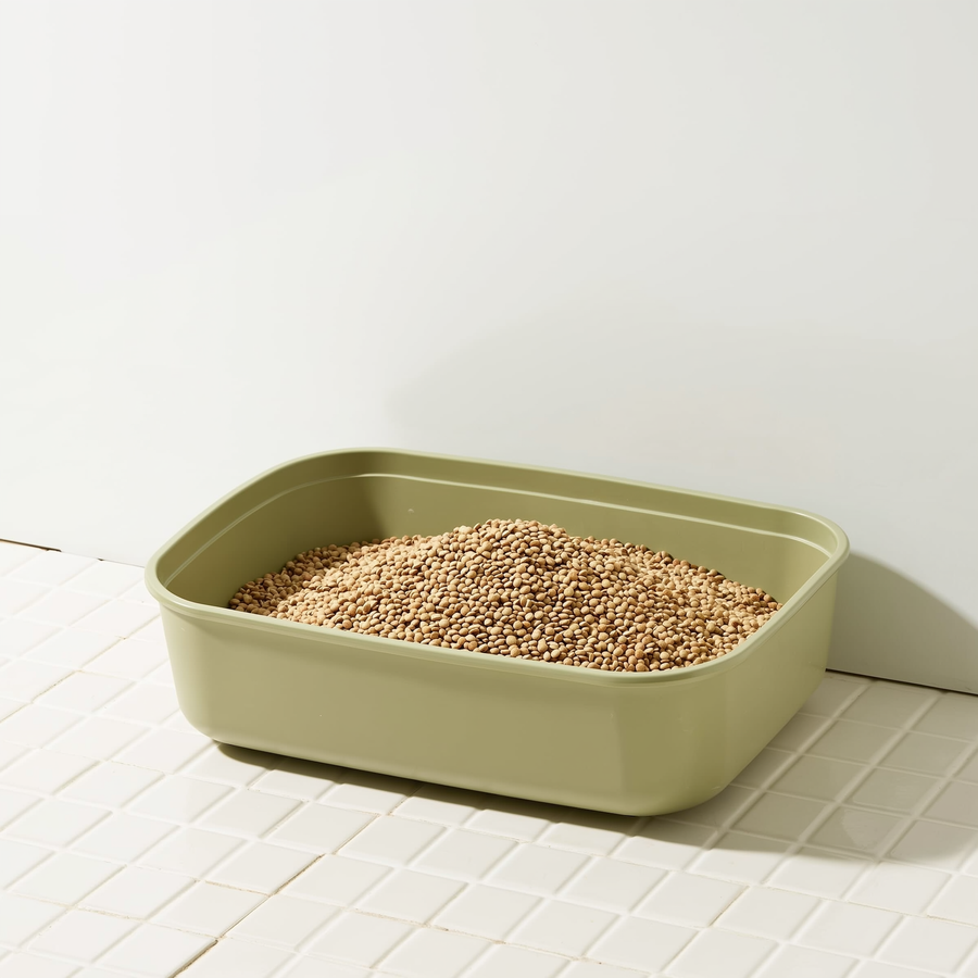 Pisică bând apă dintr-un bol de ceramică lângă fereastră într-o zi de toamnă