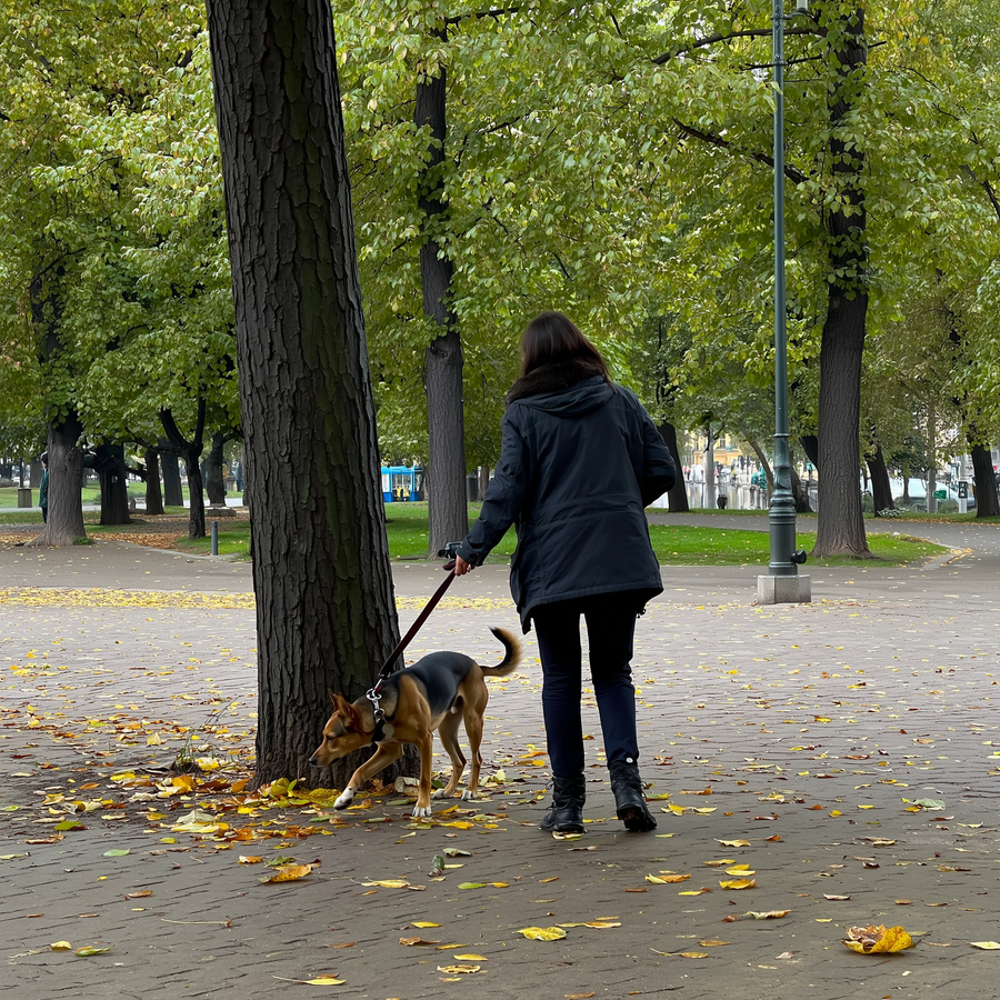 Câine adulmecând printre frunze ude căzute pe o alee de parc în noiembrie