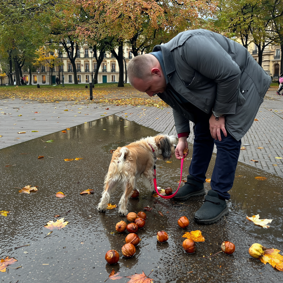 Nuci căzute și mucegai: de ce nu miezul, ci coaja