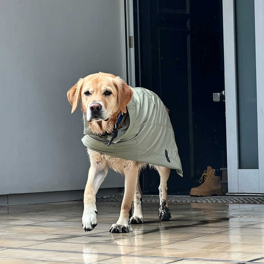 Câine după plimbarea de toamnă, cu labele murdare de noroi, lângă un prosop și un flacon cu spumă pentru curățare uscată.