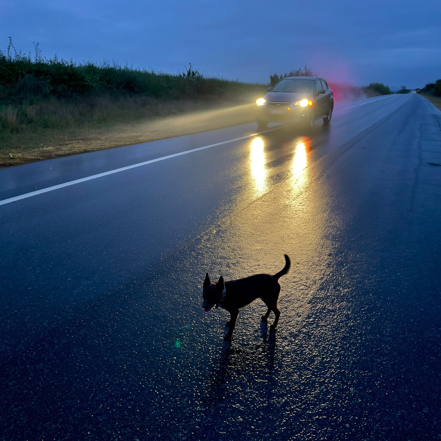 Câine negru pe o stradă rezidențială udă la amurg, cu zgardă reflectorizantă