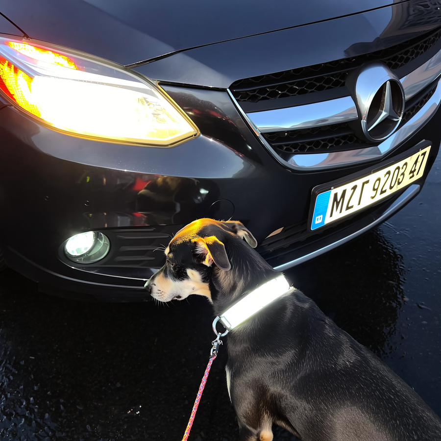 Câine negru pe o stradă rezidențială udă la amurg, cu zgardă reflectorizantă