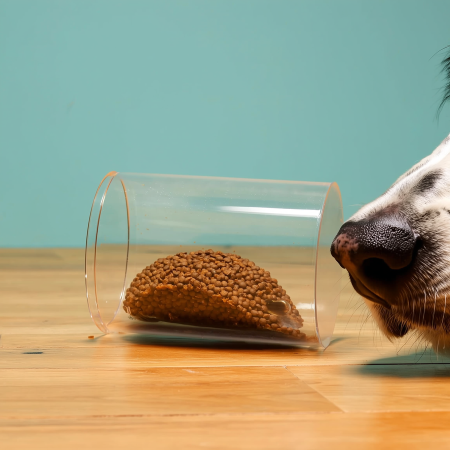 Câine atent care privește spre stăpân într-un test cognitiv smartDOG cu cutie și recompensă