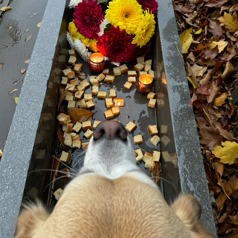 Zi de pomenire în noiembrie: ceară și firimituri din cimitir la câine