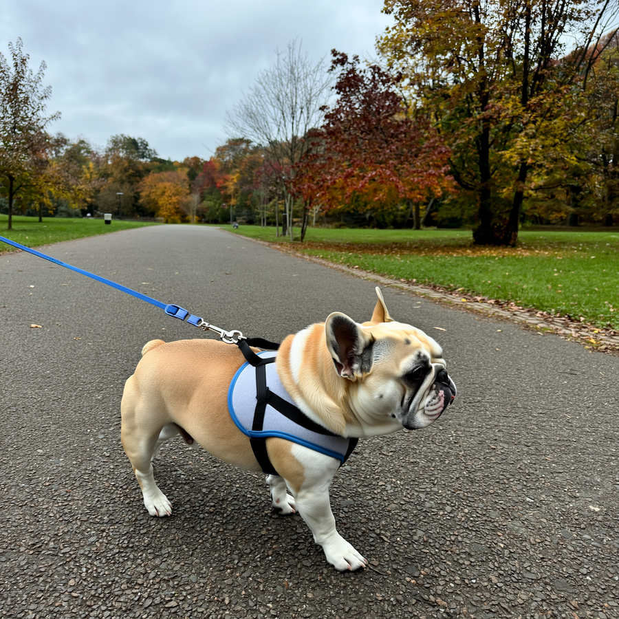 Buldog francez pe o alee rece, cu respirație vizibilă în aerul de iarnă