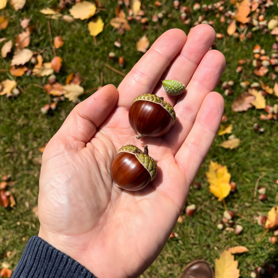 Câine care aduce o castană de toamnă dintr-un parc