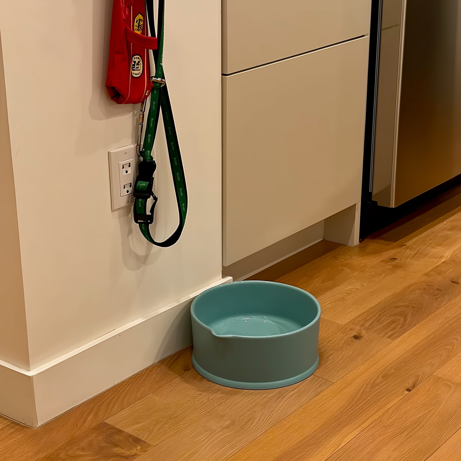 Câine mic bând apă dintr-un bol de ceramică lângă ușa de la intrare, iarna
