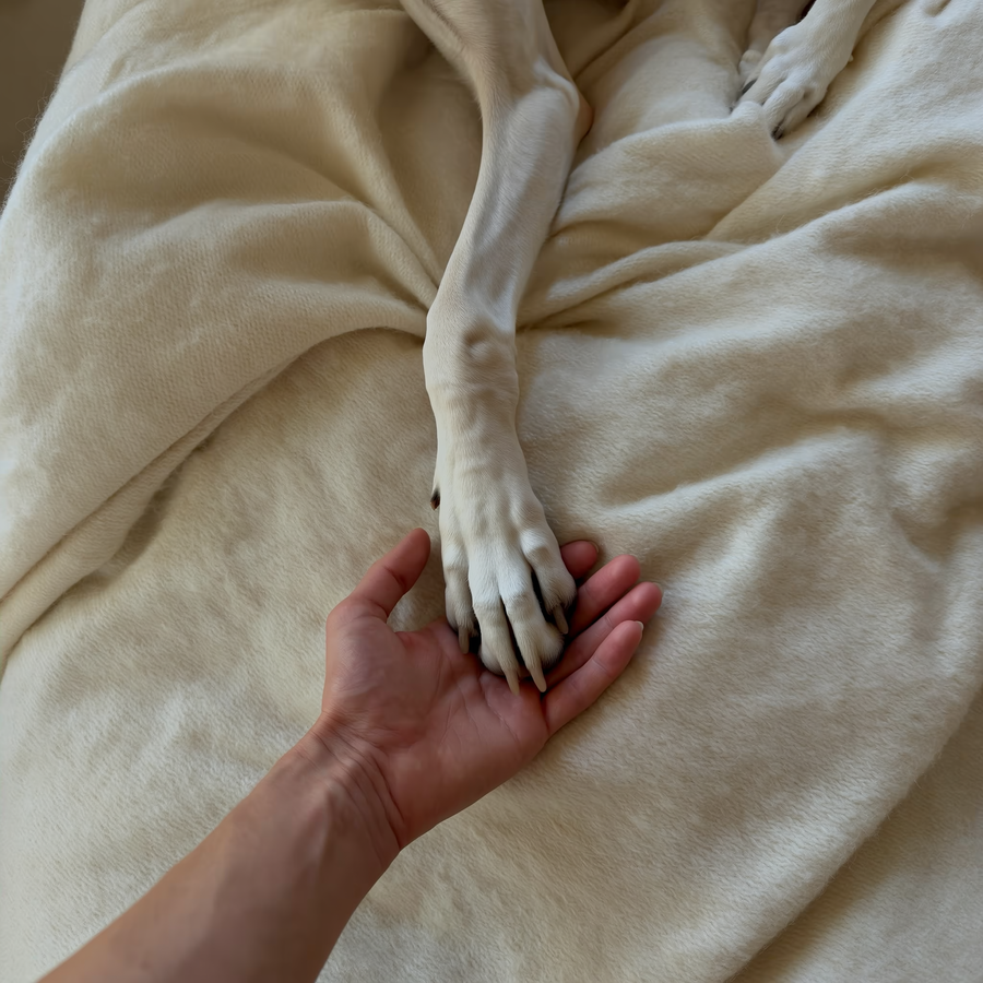 Câine care doarme cu laba pe mâna proprietarului într-o seară de noiembrie