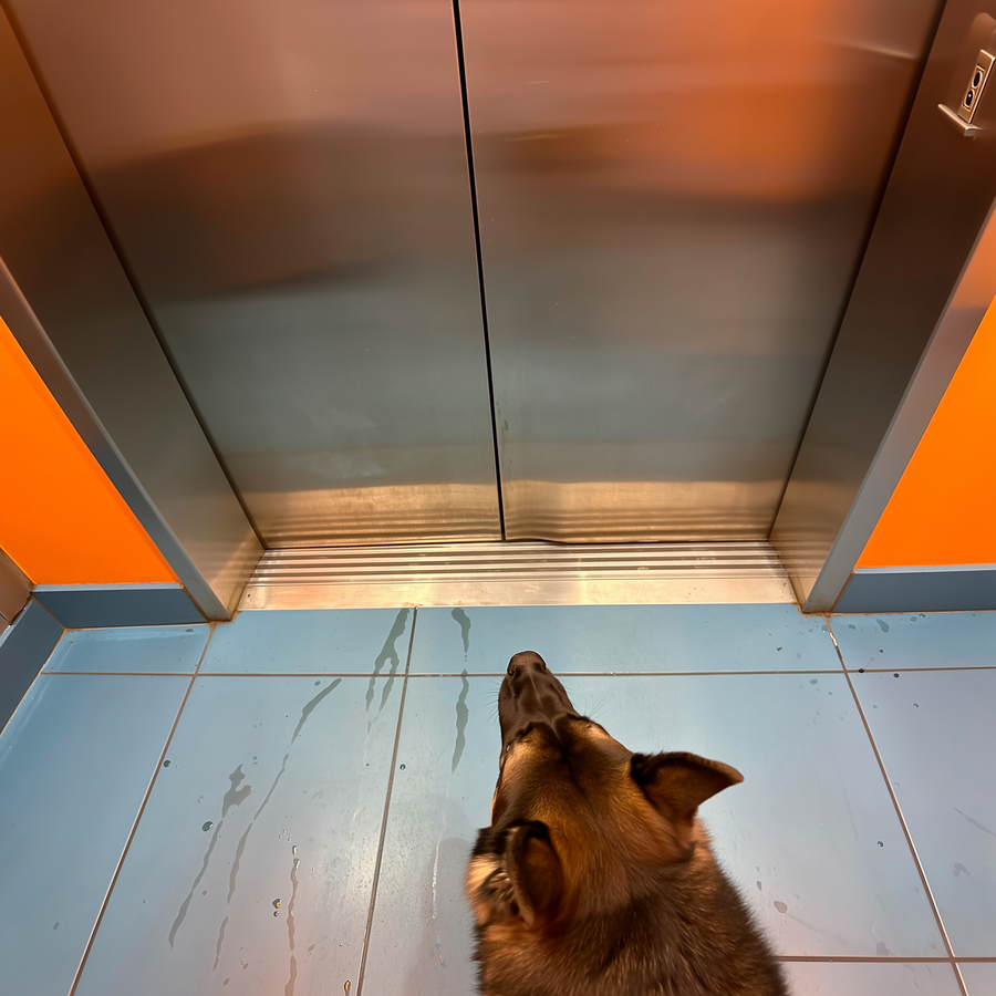Câine care se oprește ezitant în fața ușii deschise a unui lift într-un bloc, toamna