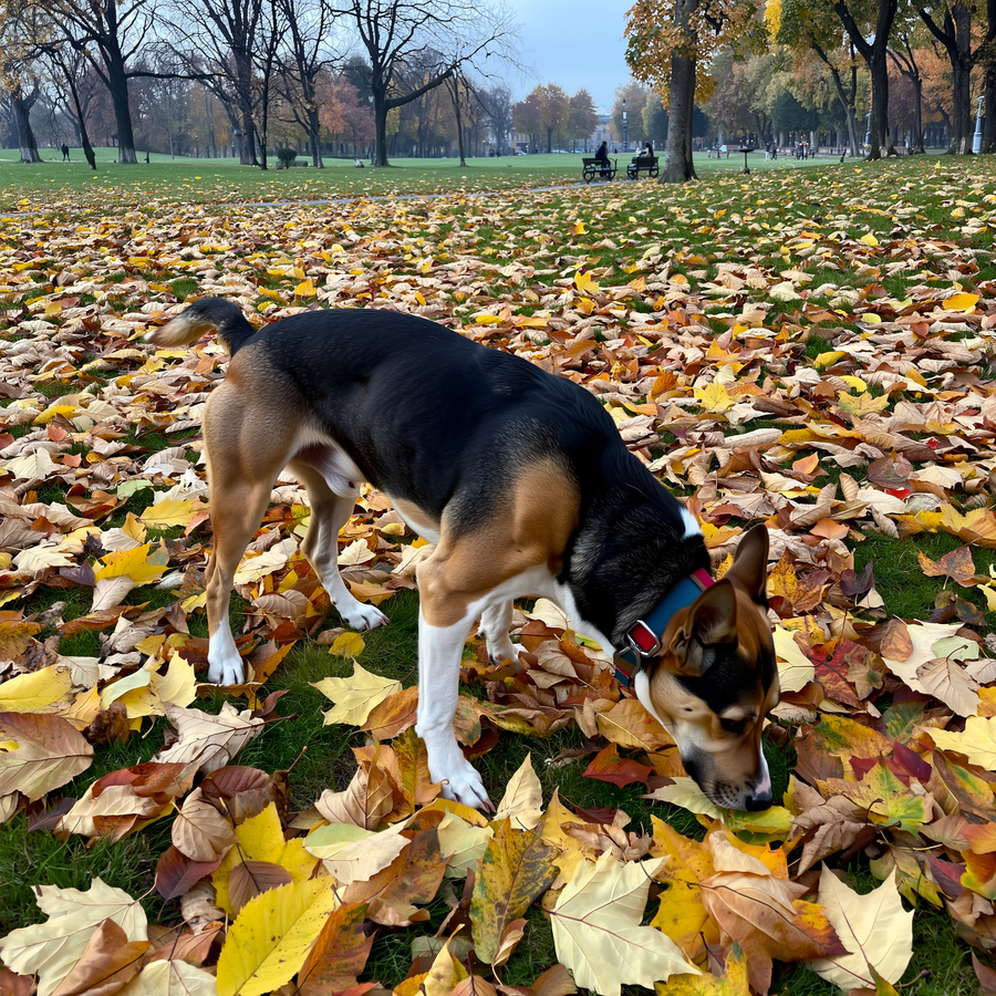 Câine care își îngroapă mâncarea cu botul în pământ, scenă de toamnă