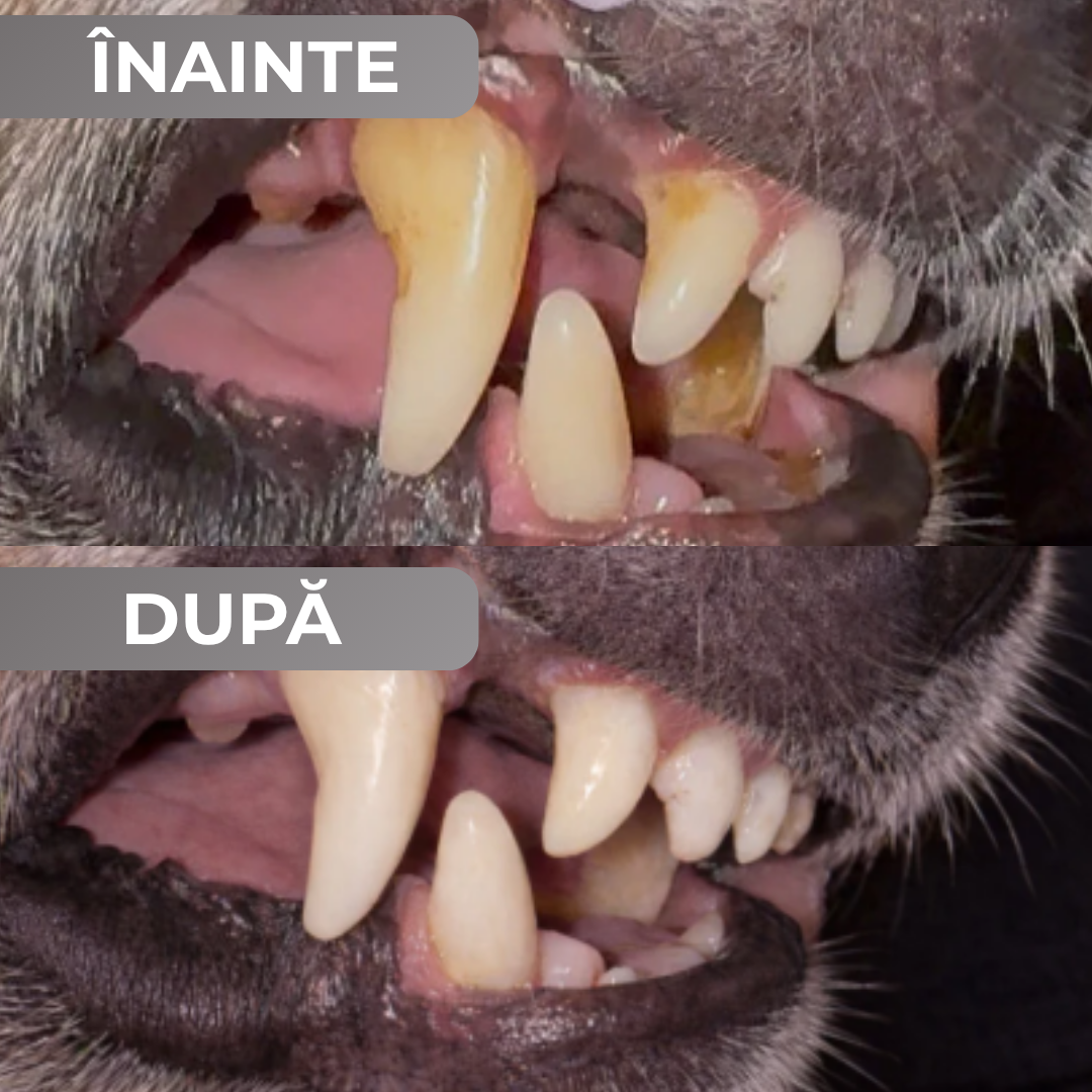 Pudră dentară pentru igiena orală a câinilor și pisicilor, 120 g.
