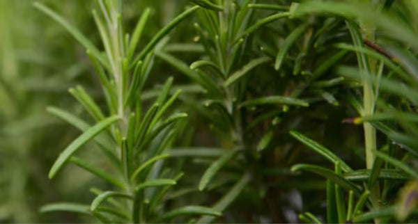 rosemary_leaf_extract_af11e9b6b6.jpg-600x322.avif